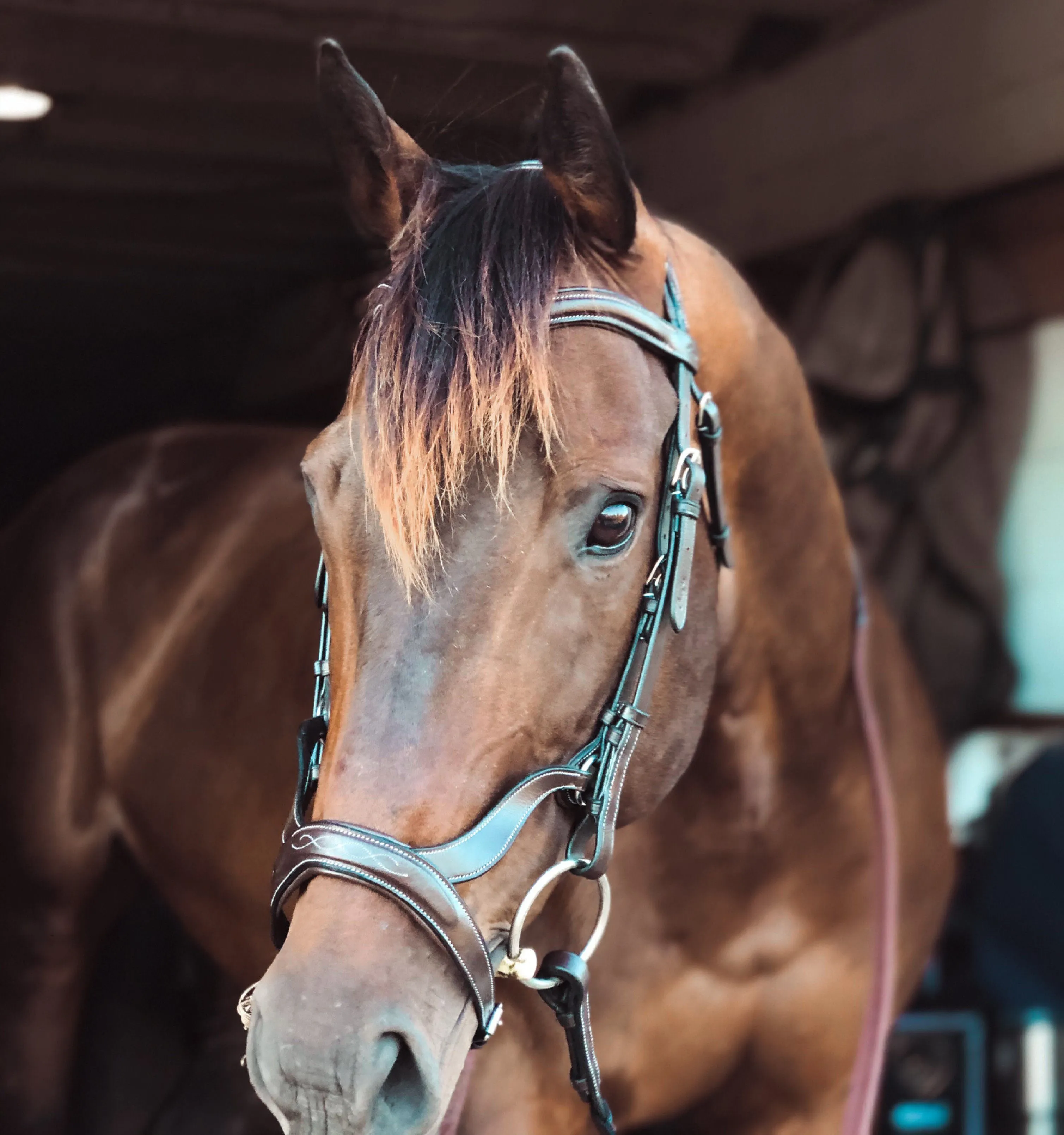 ExionPro Anatomical Combined Flash Bridle with Reins